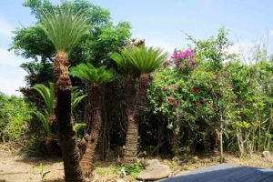 海亀ビーチの宿